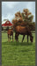 Prints - Quilting Supplies online, Canadian Company Horse Scenic Panel - Thistle